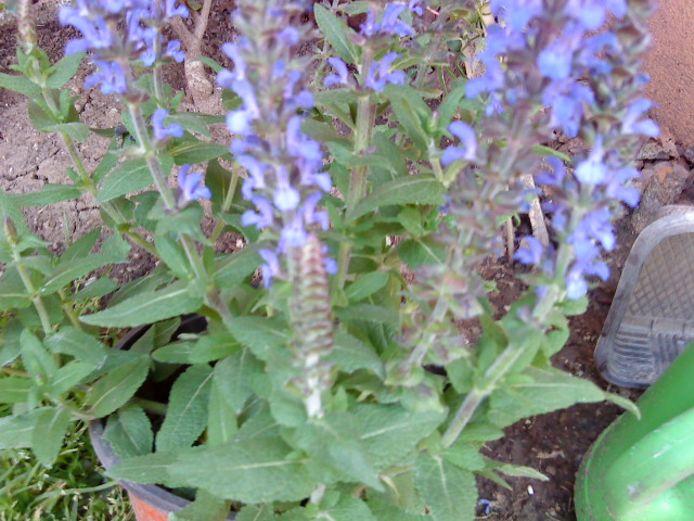 [Foto de planta, jardin, jardineria]