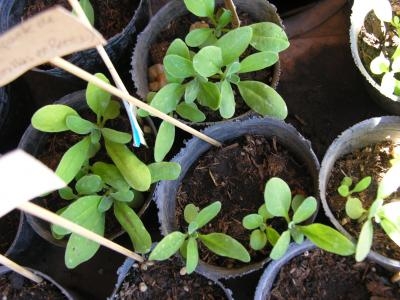 [Foto de planta, jardin, jardineria]