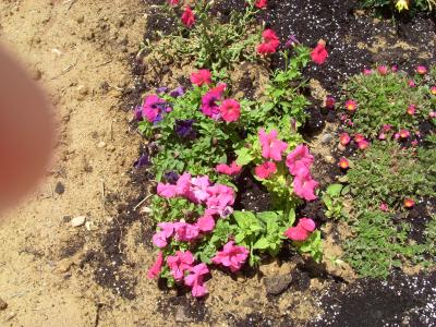 [Foto de planta, jardin, jardineria]