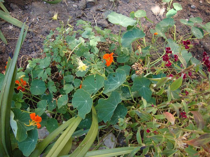 [Foto de planta, jardin, jardineria]