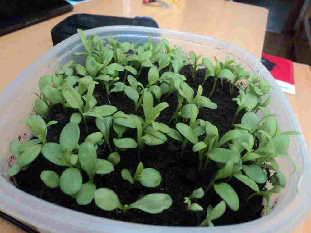 [Foto de planta, jardin, jardineria]