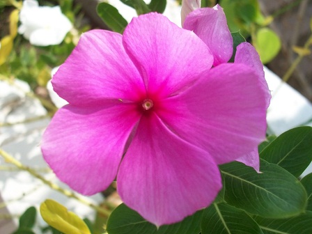 [Foto de planta, jardin, jardineria]