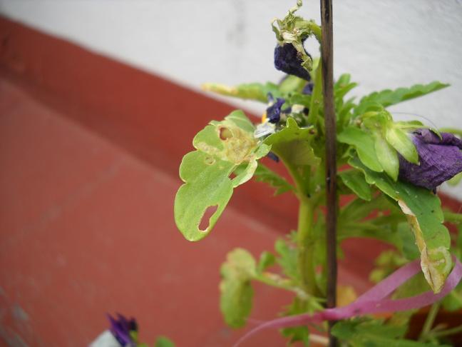 [Foto de planta, jardin, jardineria]