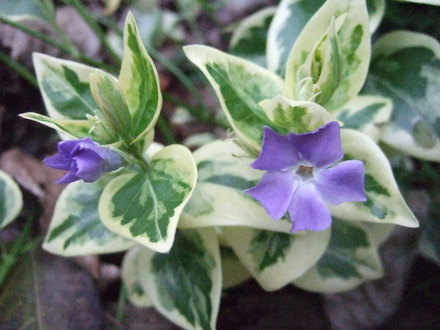 [Foto de planta, jardin, jardineria]