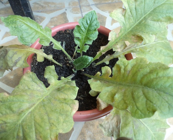[Foto de planta, jardin, jardineria]