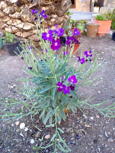 [Foto de planta, jardin, jardineria]