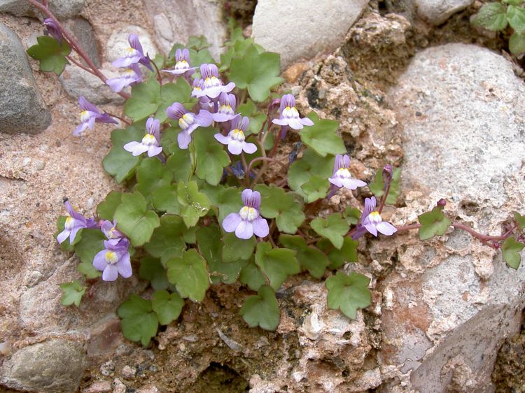 [Foto de planta, jardin, jardineria]