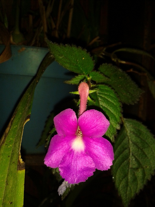 [Foto de planta, jardin, jardineria]