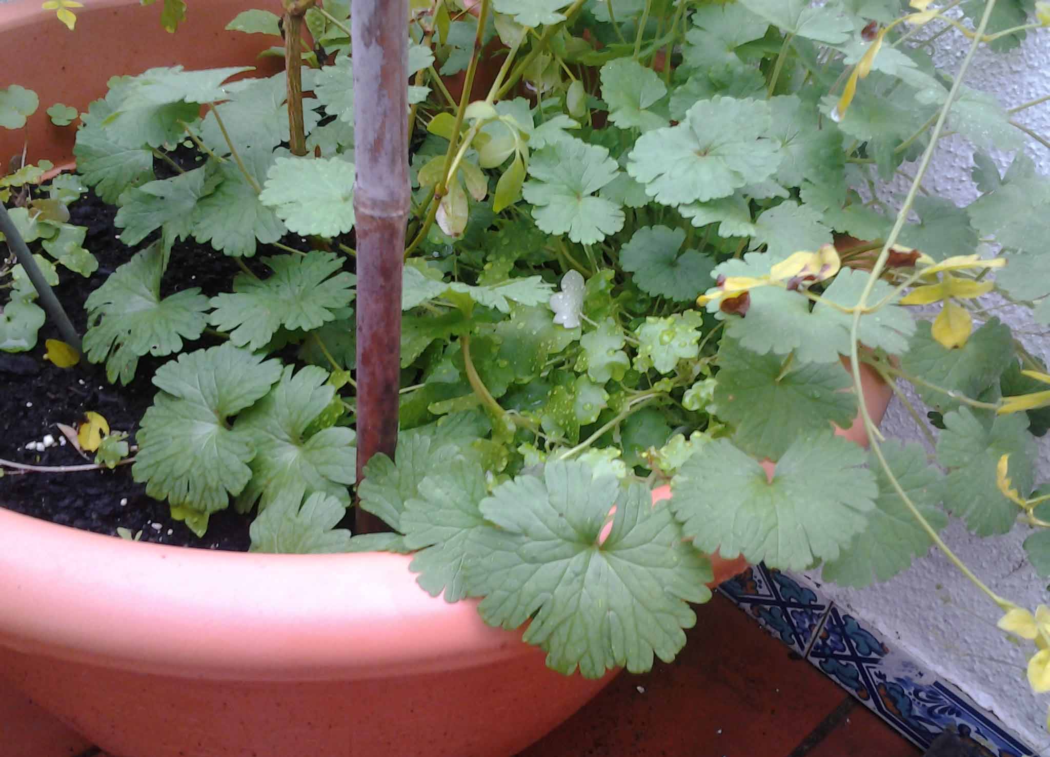 [Foto de planta, jardin, jardineria]