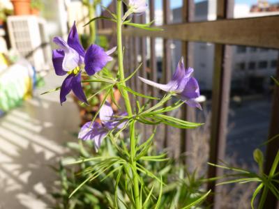 [Foto de planta, jardin, jardineria]