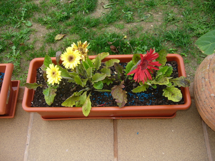 [Foto de planta, jardin, jardineria]