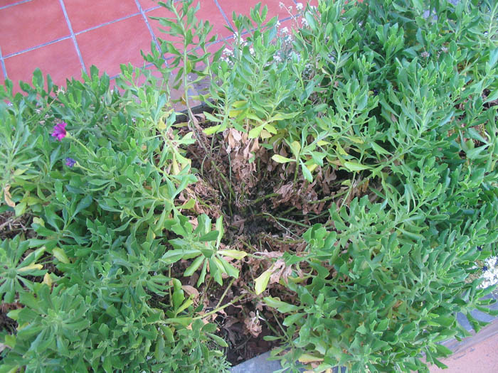 [Foto de planta, jardin, jardineria]