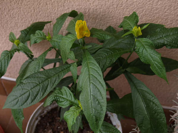 [Foto de planta, jardin, jardineria]