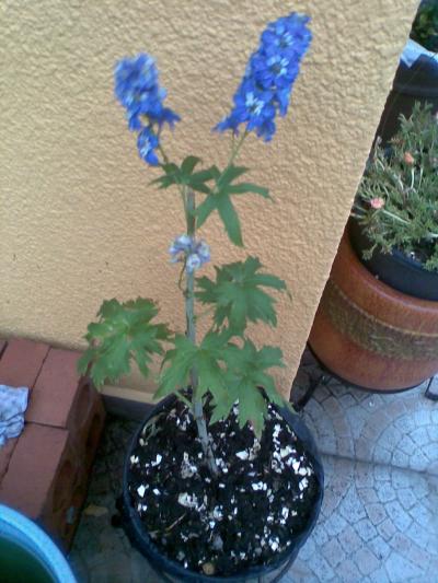 [Foto de planta, jardin, jardineria]