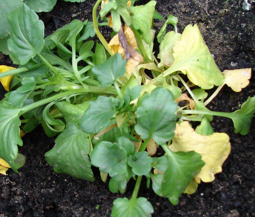 [Foto de planta, jardin, jardineria]