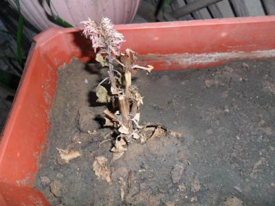 [Foto de planta, jardin, jardineria]