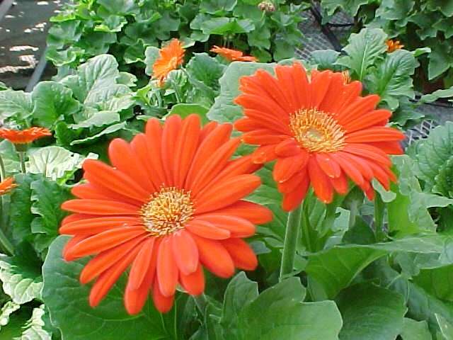 Gerbera