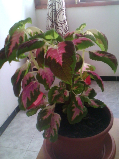 [Foto de planta, jardin, jardineria]