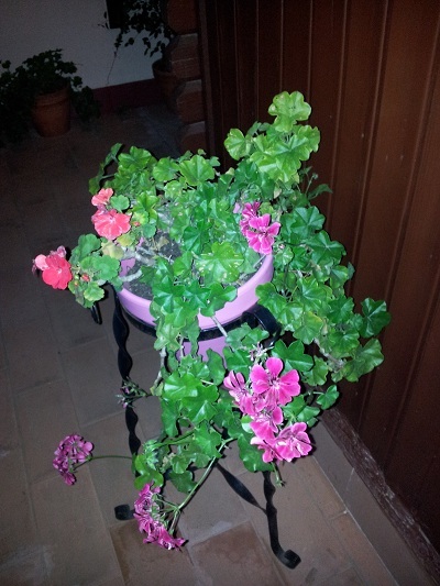 [Foto de planta, jardin, jardineria]