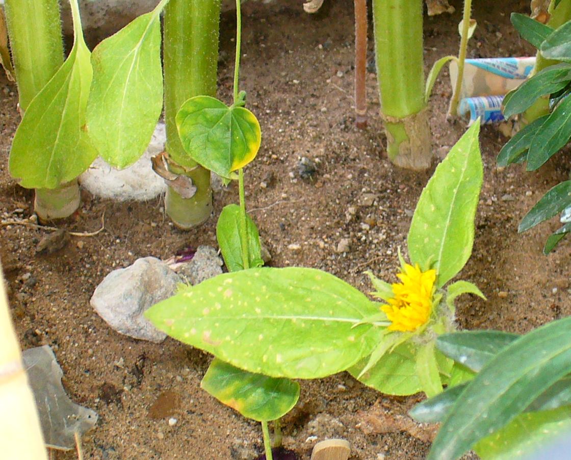 [Foto de planta, jardin, jardineria]