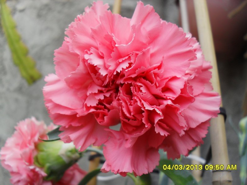 [Foto de planta, jardin, jardineria]
