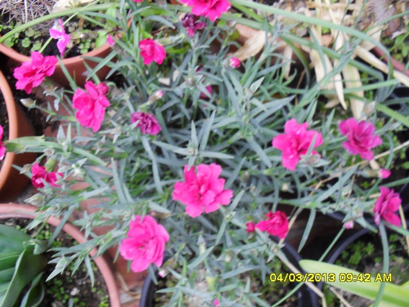 [Foto de planta, jardin, jardineria]