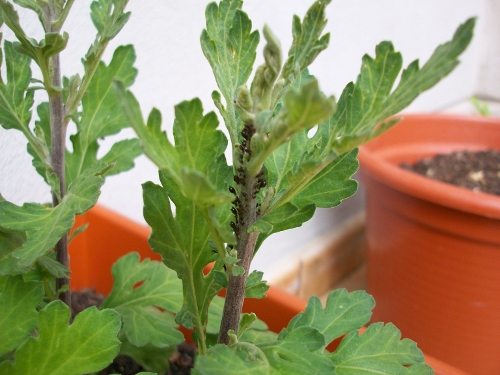 [Foto de planta, jardin, jardineria]