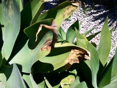 [Foto de planta, jardin, jardineria]