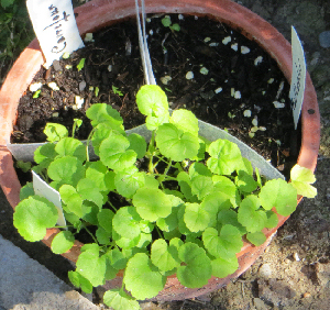 [Foto de planta, jardin, jardineria]