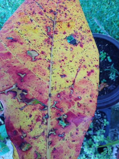 [Foto de planta, jardin, jardineria]