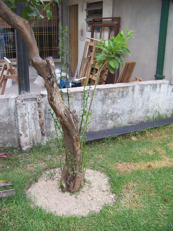 [Foto de planta, jardin, jardineria]