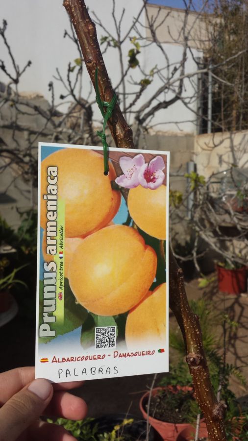 [Foto de planta, jardin, jardineria]