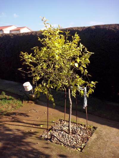 [Foto de planta, jardin, jardineria]