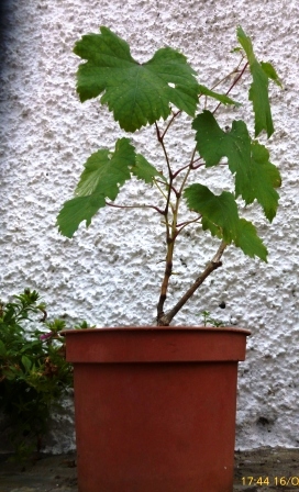 [Foto de planta, jardin, jardineria]