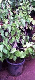 [Foto de planta, jardin, jardineria]