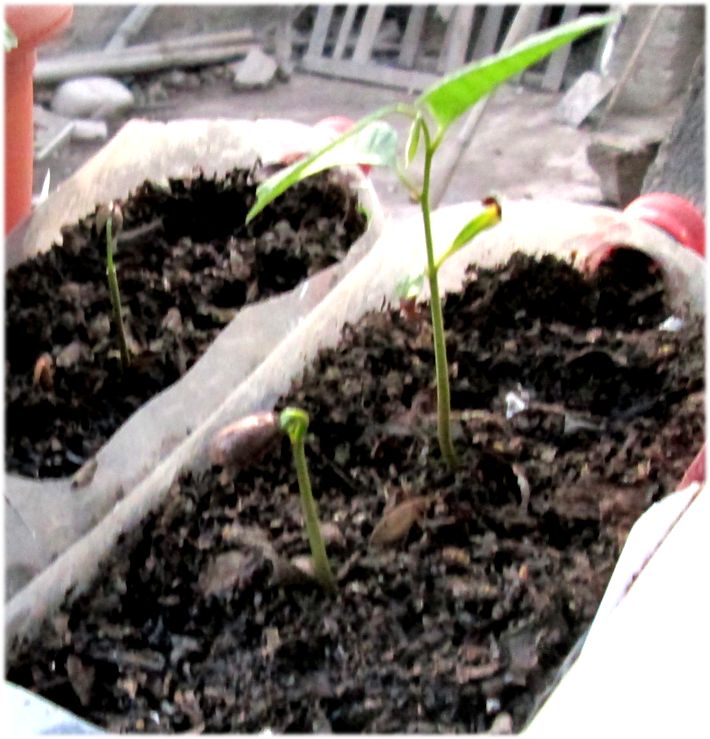 [Foto de planta, jardin, jardineria]