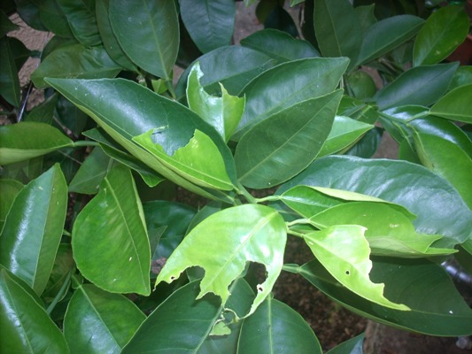[Foto de planta, jardin, jardineria]