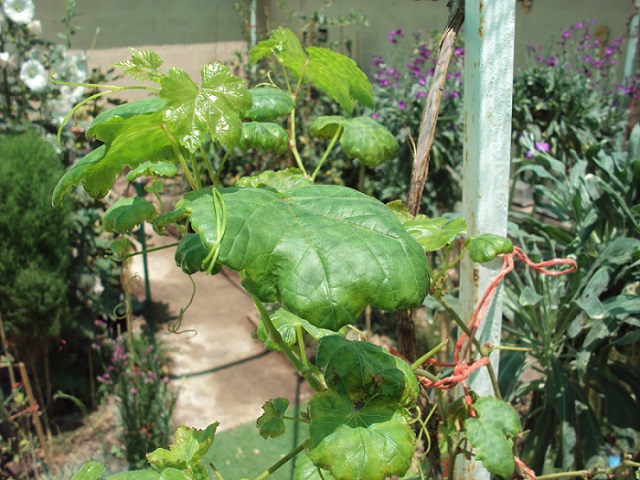 [Foto de planta, jardin, jardineria]