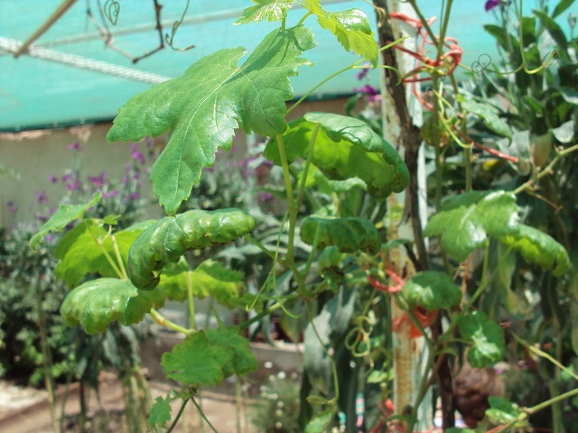 [Foto de planta, jardin, jardineria]