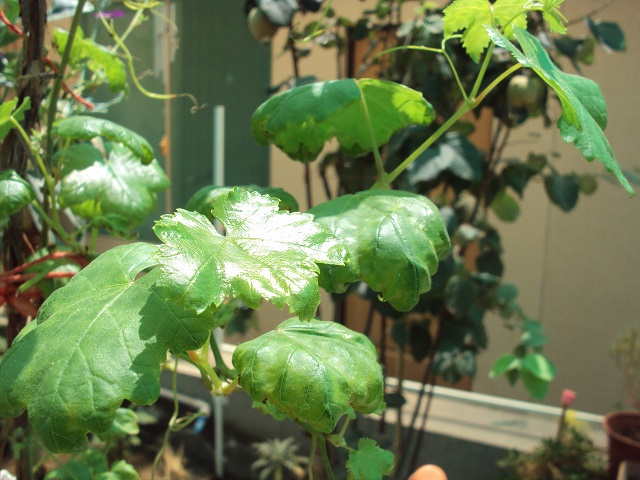 [Foto de planta, jardin, jardineria]