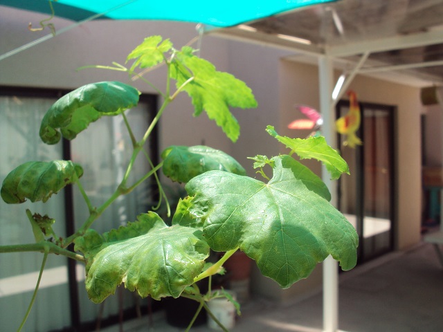 [Foto de planta, jardin, jardineria]