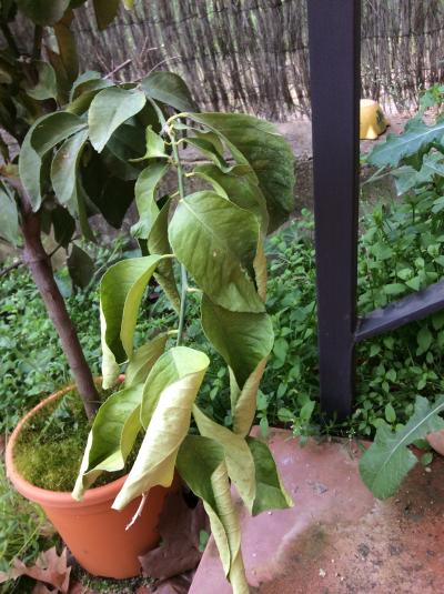 [Foto de planta, jardin, jardineria]
