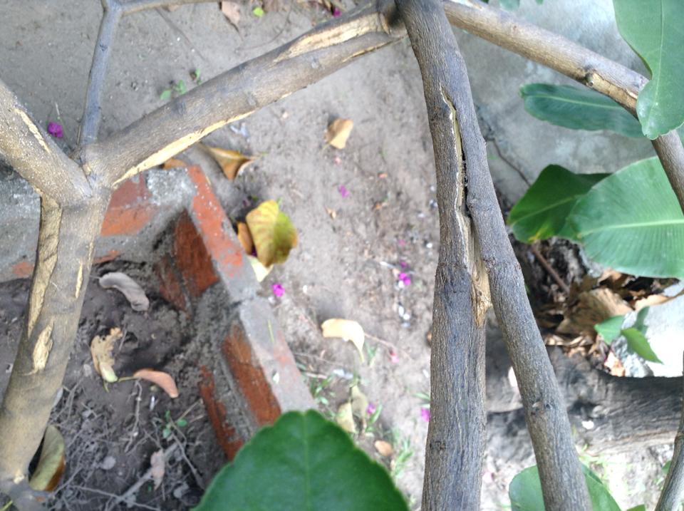 [Foto de planta, jardin, jardineria]
