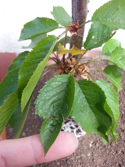 [Foto de planta, jardin, jardineria]