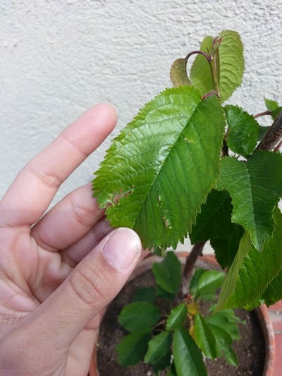 [Foto de planta, jardin, jardineria]