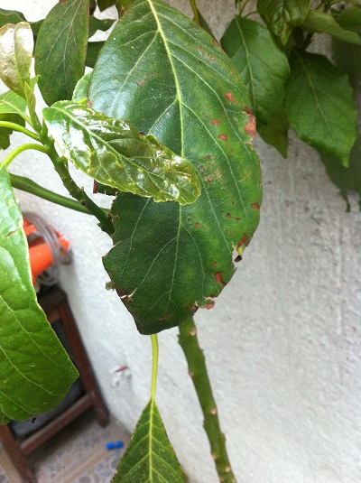 [Foto de planta, jardin, jardineria]