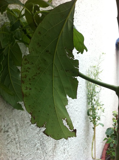 [Foto de planta, jardin, jardineria]