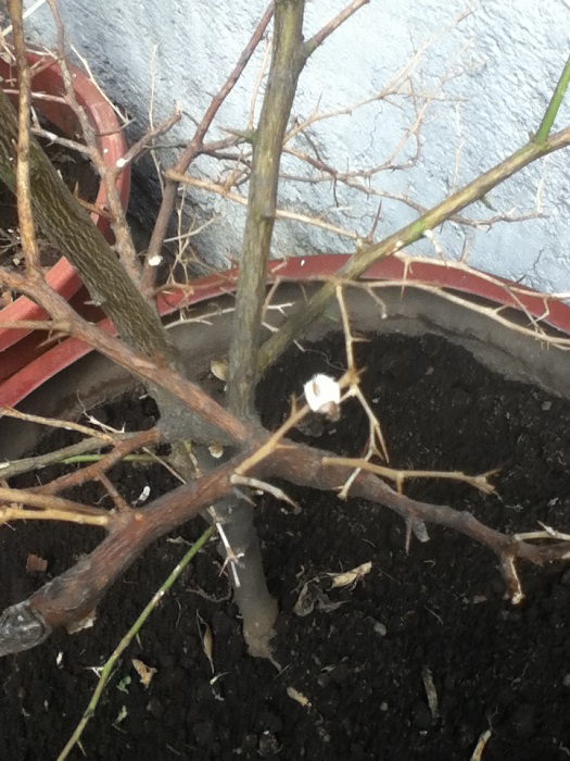 [Foto de planta, jardin, jardineria]