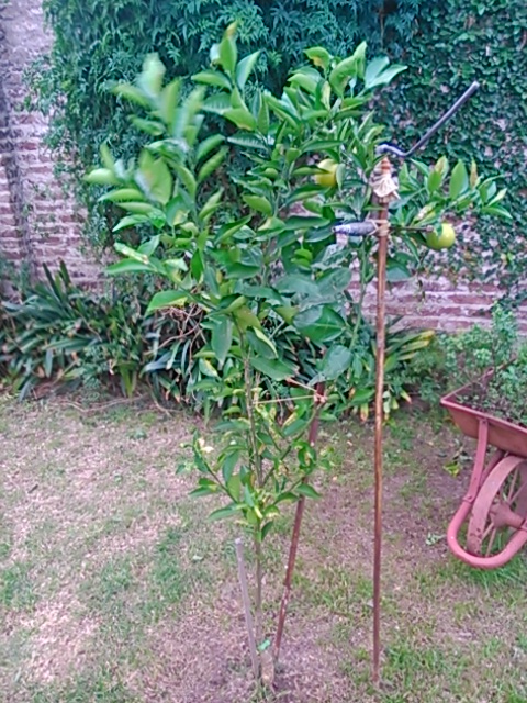 [Foto de planta, jardin, jardineria]