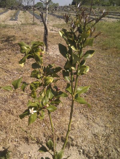 [Foto de planta, jardin, jardineria]